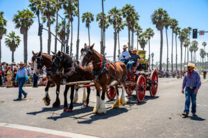 Clydesdale horses pulling an old fire wagon at the Santa Barbara Fiesta Parade